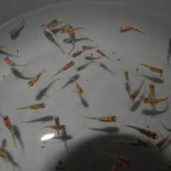 メダカ　ユリシス稚魚（１㎝前後）　18匹の画像