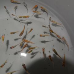 メダカ　ユリシス稚魚（１㎝前後）　18匹の画像