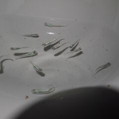 メダカ　カブキ稚魚(1.5㎝前後）12匹の画像