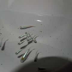 メダカ　カブキ稚魚(1.5㎝前後）12匹の画像
