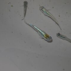 メダカ　カブキ稚魚(1.5㎝前後）12匹の画像