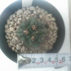 【まとめ買い対象】新天地　サボテンの画像