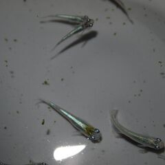 メダカ　カブキ稚魚(1.5㎝前後）12匹の画像