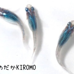 ブラックオパールシャドー メダカ 幼魚 2ペア ※2025年生まれの画像