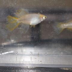 メダカ　天女半月稚魚（１㎝前後）　15匹の画像
