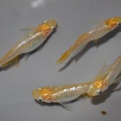 メダカ　天女半月稚魚（１㎝前後）　15匹の画像