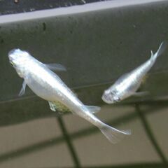決まりました。メダカ「鉄仮面フルボデイ」幼魚10匹 ②の画像