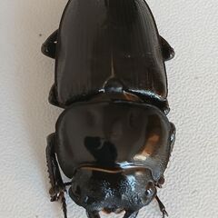 ホペイオオクワガタ　メス単の画像
