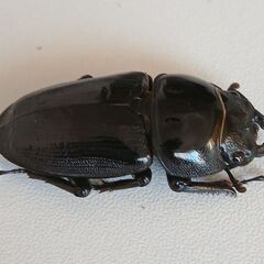 ホペイオオクワガタ　メス単の画像