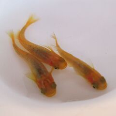 決まりました。メダカ「レモンスカッシュ」幼魚10匹 ③の画像