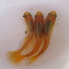 決まりました。メダカ「レモンスカッシュ」幼魚10匹 ③の画像