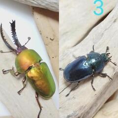 パプアキンイロクワガタ（1ペア）の画像