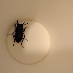 ミニクワガタの画像