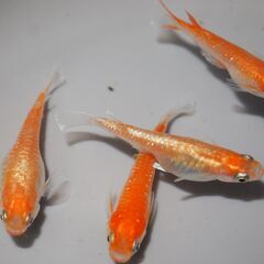メダカ　デーンモルフォ稚魚（１㎝前後）1２匹の画像