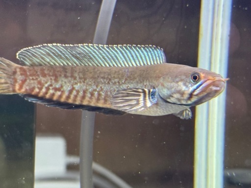 ニューレインボースネークヘッド３匹バラ売り可能