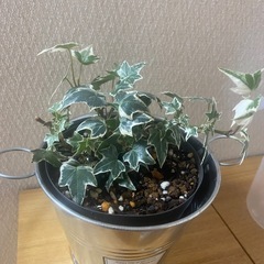 観葉植物の画像
