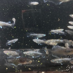 若魚　選外　ミッドナイトフリルラメ、体外光　数量自由の画像