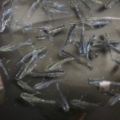 若魚　選外　ミッドナイトフリルラメ、体外光　数量自由の画像