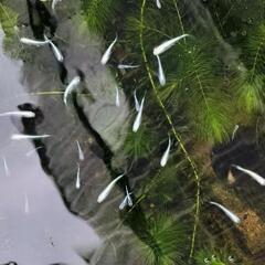 幹之メダカ　みゆきメダカ　成魚5匹の画像