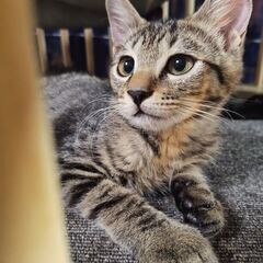【かわいい】仔猫です