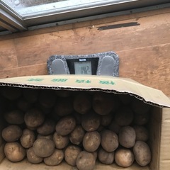 ⓵じゃがいも🥔　決定😊 の画像