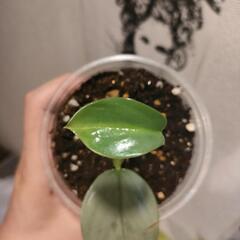 インテリア　観葉植物　フィロデンドロン　シルバーメタルの画像