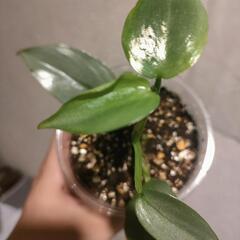 インテリア　観葉植物　フィロデンドロン　シルバーメタルの画像