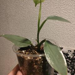 インテリア　観葉植物　フィロデンドロン　シルバーメタルの画像