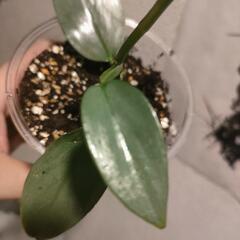 インテリア　観葉植物　フィロデンドロン　シルバーメタルの画像