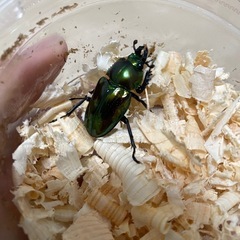 ニジイロクワガタ♂♀ペア（残り3ペア）の画像