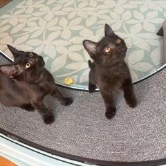 甘えん坊な黒の子猫★兄妹でお迎えしませんか？
