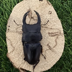 【鹿児島県産】オオクワガタ♂単①　の画像