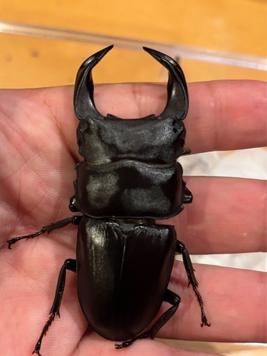 ホペイ ペア + オマケ♂ ホペイオオクワガタ ペア本日取引完了で、おまけ多数！