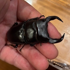 【新成虫】ホペイオオクワガタペア⑤の画像