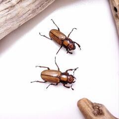 デハーンホソアカクワガタ（2ペアセット）の画像