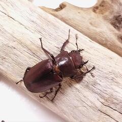 カウピホソアカクワガタ（2ペアセット）の画像