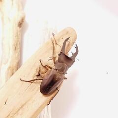 カウピホソアカクワガタ（2ペアセット）の画像