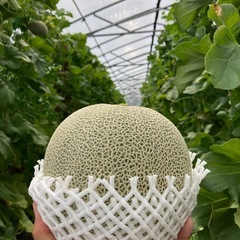 【期間限定】完熟マスクメロンの直売所をオープンしました！の画像