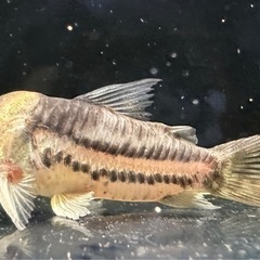コリドラス パラレルス コルレア 1匹の画像