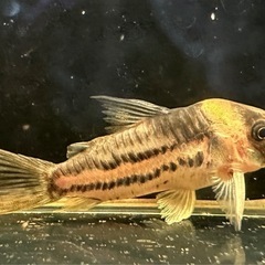 コリドラス パラレルス コルレア 1匹の画像