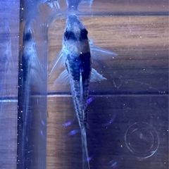 コリドラス パラレルス コルレア 1匹の画像