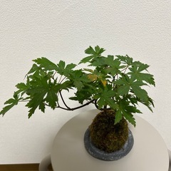 観葉植物　苔玉　紅葉　モミジの画像