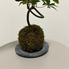 観葉植物　苔玉　紅葉　モミジの画像
