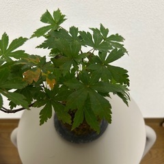 観葉植物　苔玉　紅葉　モミジの画像