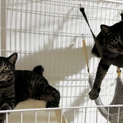 子供が猫アレルギー発症のため里親様募集中