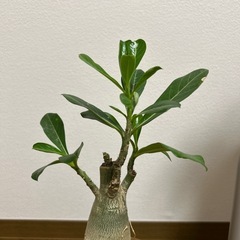 観葉植物 アデニムウの画像