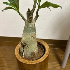 観葉植物 アデニムウの画像