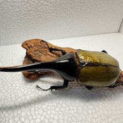 ヘラクレスオオカブト ペア①の画像