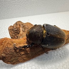 ヘラクレスオオカブト ペア①の画像