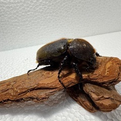 ヘラクレスオオカブト ペア①の画像